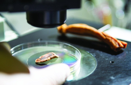 Oil from S.Korea’s red ginseng alleviates prostate enlargement: study