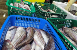 Russian fresh pollock imported for first time at Donghae Port 