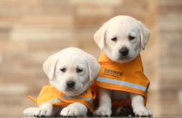Samsung’s canine love rewarded as its guide dog school turns 30