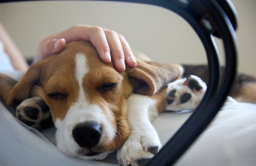 VaxCell-Bio applies for approval of anti-cancer drug for dogs