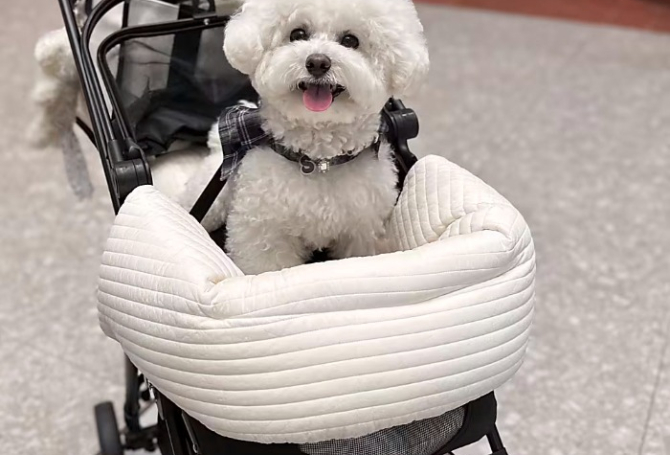 Nation With Lowest Birthrate Is Rocked by Soaring Sales of Dog Strollers